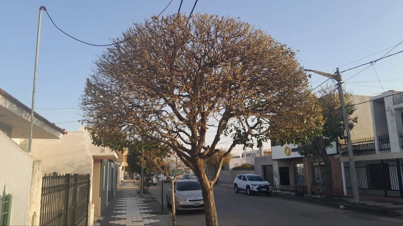 ARBOLADO PODA 2