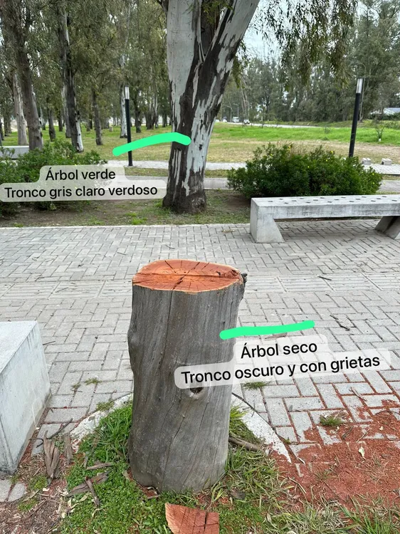 ARBOL 2