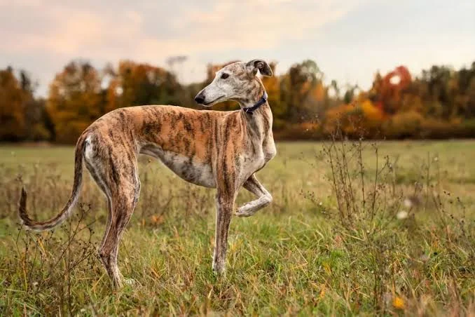 galgo1