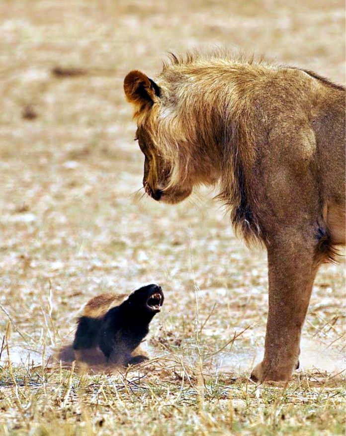 CONOCE AL TEJÓN MELERO, ‘EL ANIMAL MÁS VALIENTE DEL MUNDO’ El Ojo Web CONOCE AL TEJÓN MELERO, ‘EL ANIMAL MÁS VALIENTE DEL MUNDO’ El Ojo Web